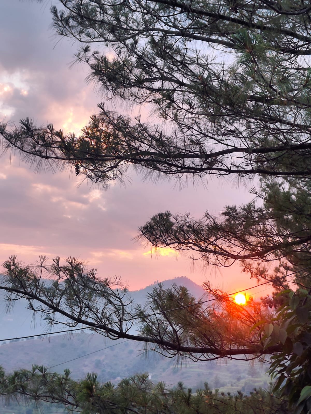 Deodar and pine forest